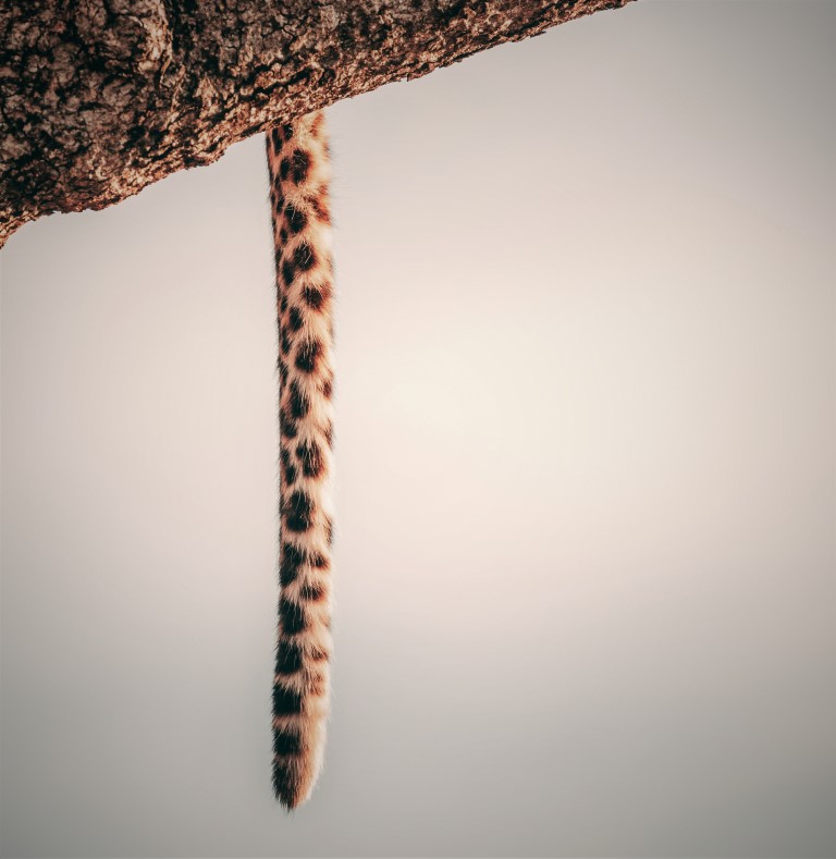 Long tail keywords