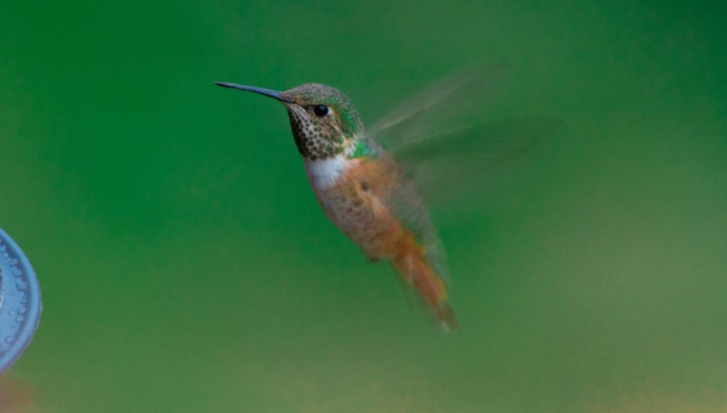 hummingbird
