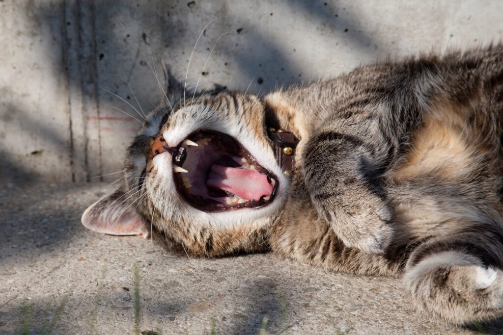 lazy loading in de wordpress core