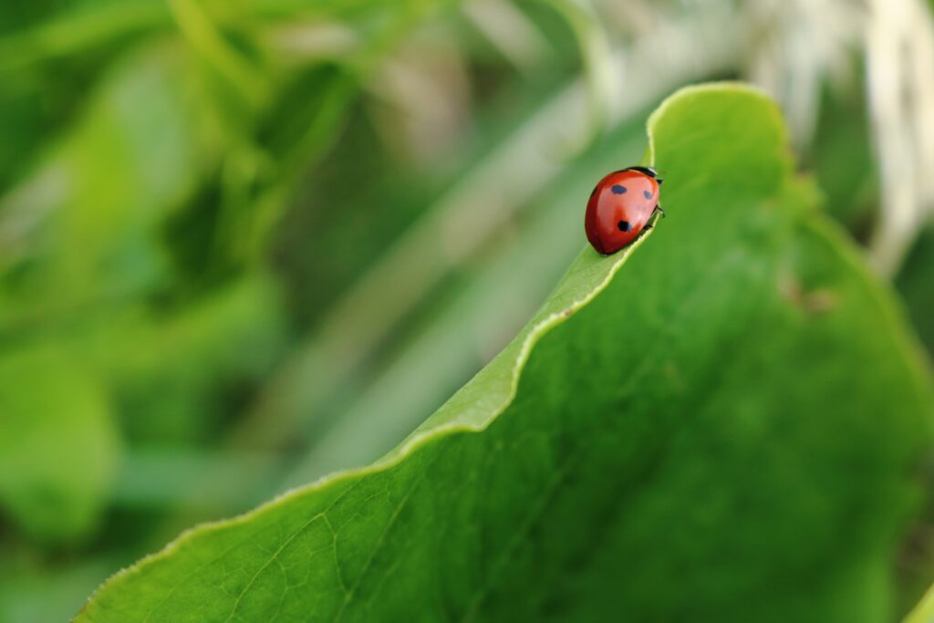 WordPress 5.3.2