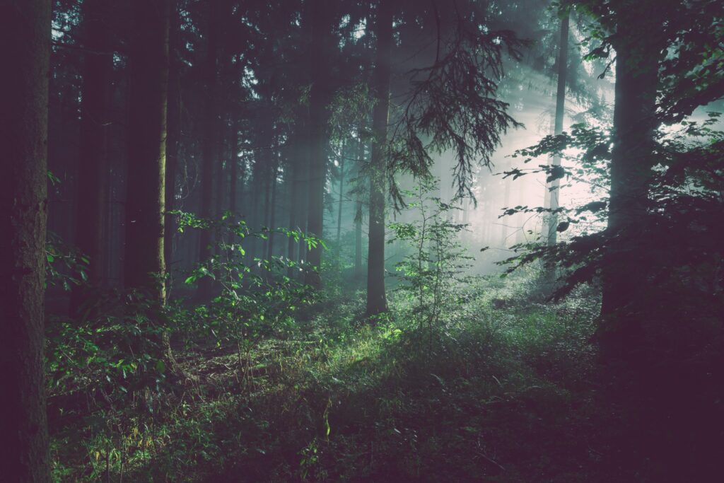 carbon offset plugin