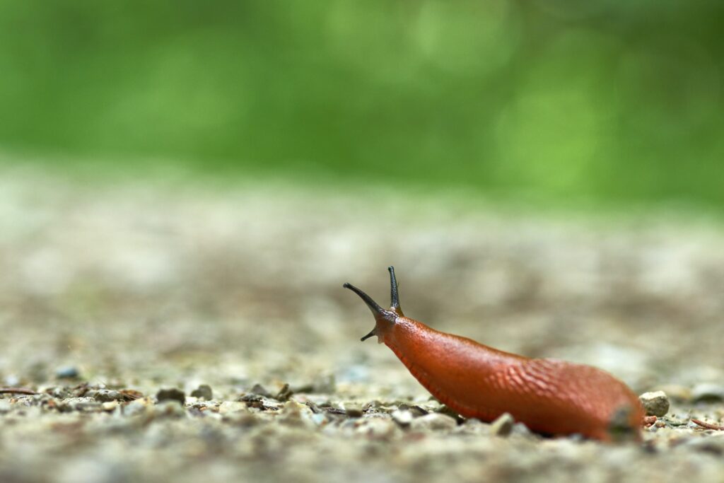 wordpress slugs