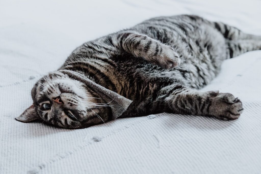 wordpress native lazy loading