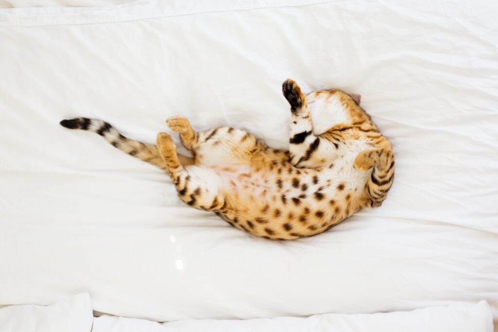 dedicated lazy load plugins