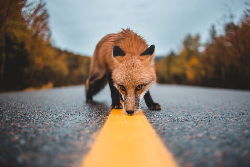Orbit Fox plugin